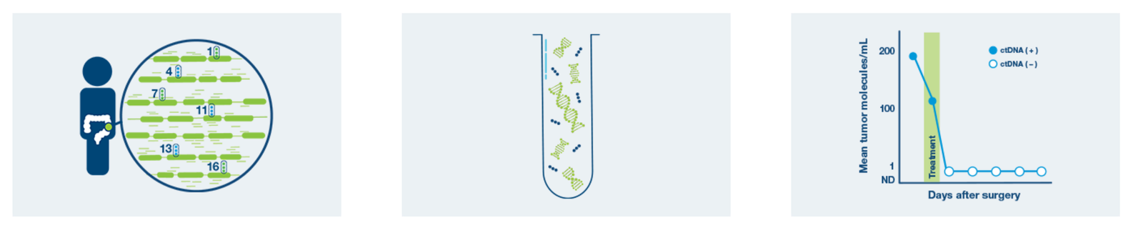 Illustration showing tumor-specific mutations, ctDNA in a blood sample, and monitoring of mean tumor molecules after treatment